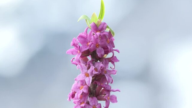mezereo, Daphne, mezereum, dafne, flower, pink, flowers, nature, garden, plant, spring, blossom, summer, bloom, beauty, isolated, purple, flora, white, leaf, floral, petal, color, orchid, bouquet, blo
