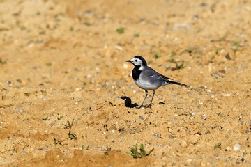 wagtail