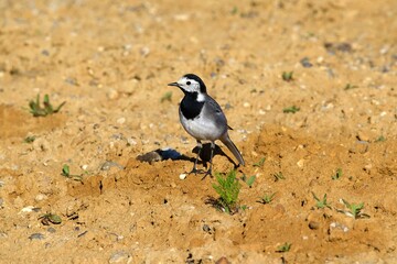 wagtail
