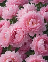 Dense cluster of blushing pink peonies, soft focus , flora, gentle