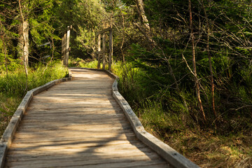Wooden footpath running through Bozi Dar peat bog trail in Bozi Dar, Czech Republic