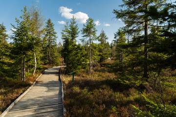Wooden footpath running through Bozi Dar peat bog trail in Bozi Dar, Czech Republic