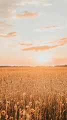 Golden field, sunset sky, tall wildflowers.