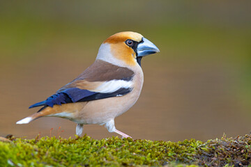 Grubodziób (Coccothraustes coccothraustes)
