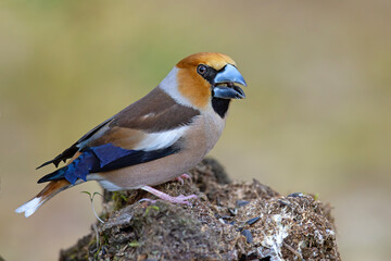Grubodziób (Coccothraustes coccothraustes) © Grzegorz