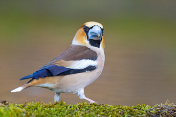 Grubodziób (Coccothraustes coccothraustes) © Grzegorz
