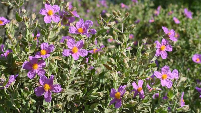 Mediterranean garrigue with grey-leaved cistus in bloom