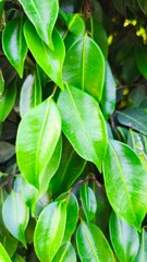 close up of green wild leaves suitable for wallpaper