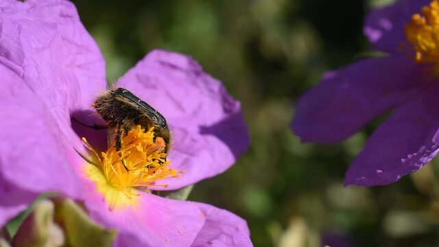 Closeup of the flower chafer (Tropinota squalida) on the flower of the grey-leaved cistus