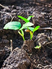 Fresh looking bean plant seeds with blurred background