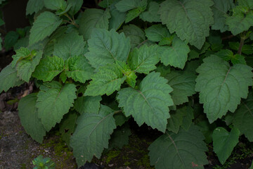 Patchouli leaves (Pogostemon cablin)
Patchouli leaves are the basic ingredient for making essential oil	