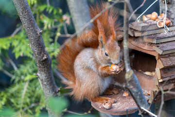 Red squirrel is eating nuts.