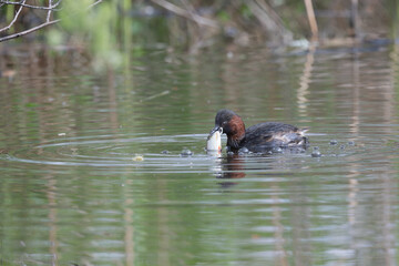 Little Grebe, Tachybaaptus ruficolis, catching and eating a fish