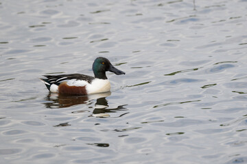 Male shoveler, Anas clypeata, swimming on a lake
