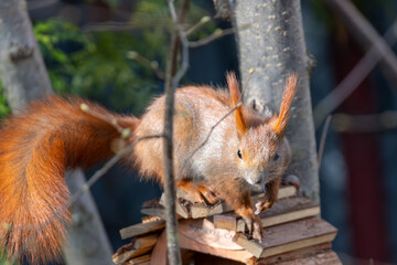 Red squirrel is eating nuts.