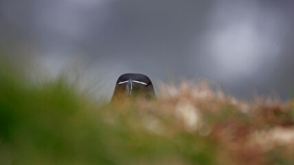 Razorbills perched on the cliff edge
