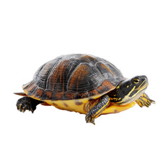Obraz premium turtle isolated on white background