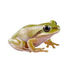 Obraz premium A shiny green-yellow frog is captured in high detail against a clean white background, showcasing its smooth skin texture, large eyes, and poised stance.