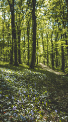 Spring forest with blooming periwinkle flowers on the ground, sunlight filtering through green tree leaves, creating a peaceful and magical woodland path