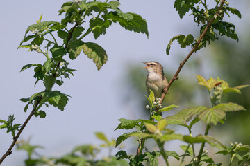 Sedge warbler, perched on a tree branch singing