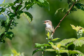 Sedge Warbler, singing