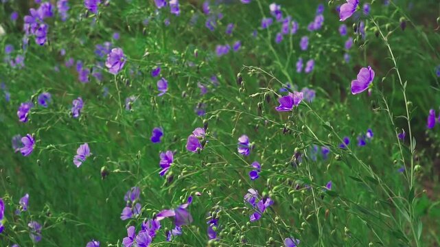 Blue flax flowers sway in the wind. Floral background.  Slow motion.