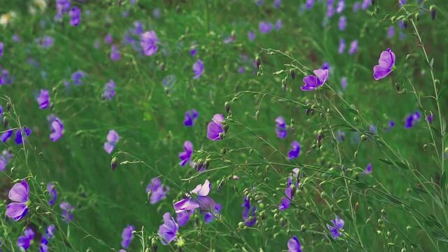 Blue flax flowers sway in the wind. Floral background.  Slow motion.