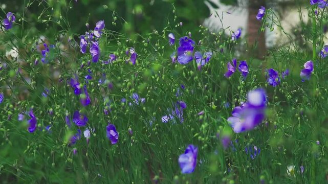 Blue flax flowers sway in the wind. Floral background.  Slow motion.
