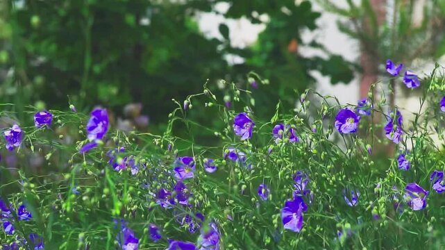 Blue flax flowers sway in the wind. Floral background.  Slow motion.