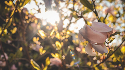 Soft pink magnolia flower blooming in spring sunshine, with golden bokeh and sun rays filtering...