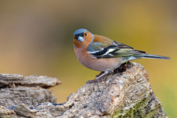 Zięba (Fringilla coelebs)