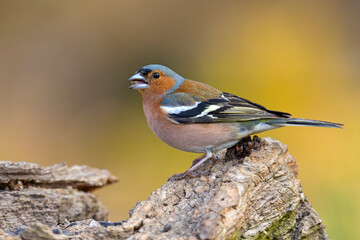 Zięba (Fringilla coelebs) © Grzegorz