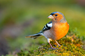 Zięba (Fringilla coelebs) © Grzegorz