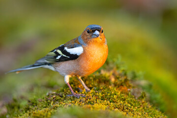 Zięba (Fringilla coelebs)