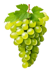 Green Grapes with green leaves on a branch isolated on a white background
