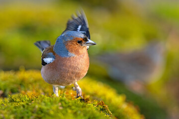 Zięba (Fringilla coelebs) © Grzegorz