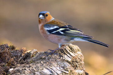 Zięba (Fringilla coelebs)