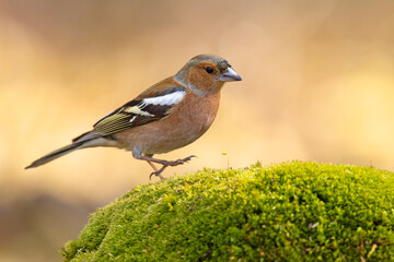 Zięba (Fringilla coelebs) © Grzegorz