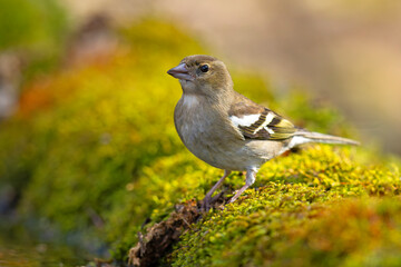 Zięba (Fringilla coelebs) © Grzegorz