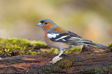 Zięba (Fringilla coelebs) © Grzegorz