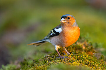Zięba (Fringilla coelebs) © Grzegorz