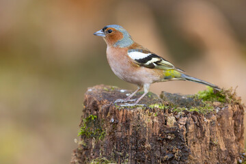 Zięba (Fringilla coelebs) © Grzegorz