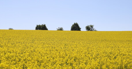a yellow flowering rapeseed field
