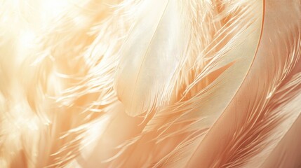 Close up view of delicate, warm-toned feathers.