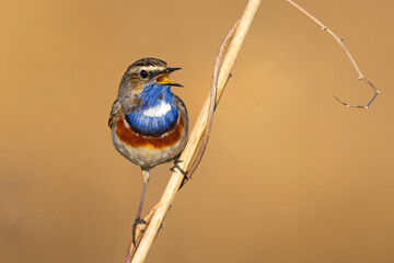 Podróżniczek (Luscinia svecica) © Grzegorz