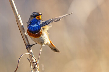 Podróżniczek (Luscinia svecica) © Grzegorz