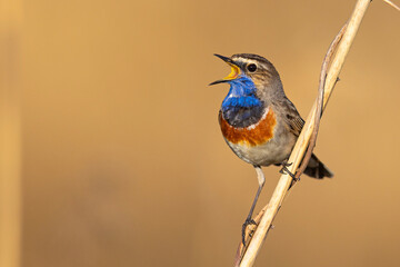 Podróżniczek (Luscinia svecica) © Grzegorz