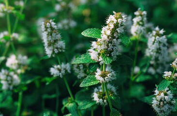 Admire Fresh Flowers Bloom with Green Leaves in Meadow at Sunny Day and Natural Ambiance