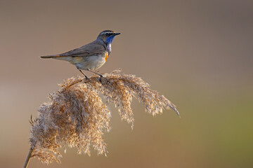 Podróżniczek (Luscinia svecica) © Grzegorz