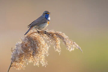 Podróżniczek (Luscinia svecica) © Grzegorz